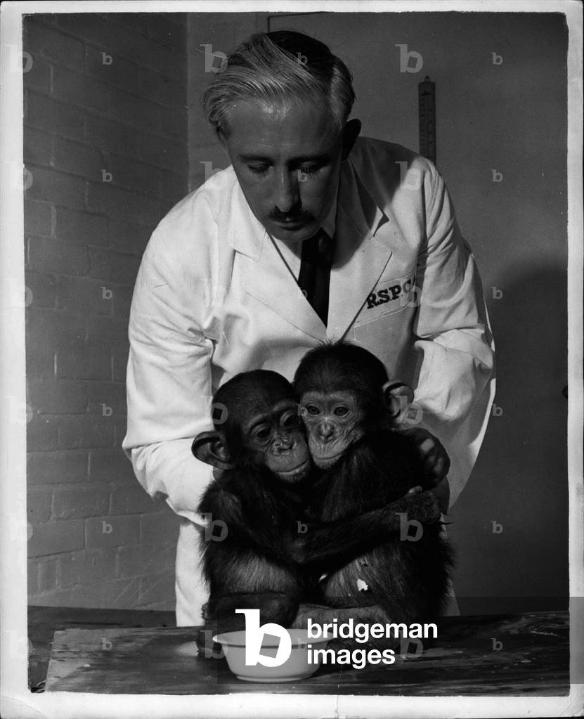 Sep. 04, 1953 - Just ~ ~ Couple of Pals ~ ~ ~ Chinps Call in For a Drink at London Airport: A baby orange-outand and a couple of Young Chimpances - called into London Airport last evening - Just for a drink before continuing their Journey from Amstordon to New York. Picture Shows: The To young Chimpansees cuddle together for a little warmth - when the R.S.P.C.A. official arrives to give them a drink at London Airport.