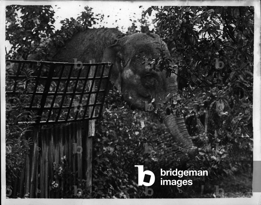 Sep. 09, 1953 -.. Elephant At The Bottom Of His Garden.. Juno Likes A Spot Of Fruit: When Mr. Alex Smith, an accountant, awoke at his home in Somerset Avenue, Hook, Survey. this morning he could not believe his eyes - at the bottom of his garden was a real live elephant - lunching apples.. The elephant was Juno a 10 ft. high female circus elephant when went off for a walk on her when being taken from Ghessington Zoo - along the Kingston By-Pass to board a train at Esher - for Brighton, She was soon brought into line once again