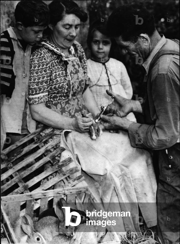 Jul 07, 1953 - Fighting rabbits epidemics; Mr. Moulinard, secretary of genuine Les mines assisted by his wife, inoculates a new serum to the rabbits to the preserve them from Maximatose, a rabbits disease which caused the death of hundreds of thousands of rabbits in many districts of France.
