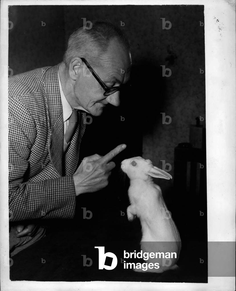 Sep. 30, 1953 - All A Matter Of Traning: Sally the rabbit knows a trick of two. She will up and begg- and keep the pose until her owner, Mr. Arthur Matthews, of Edmonton, N, taps the table. Training started when sally was six weeks old. Now she is five months old.