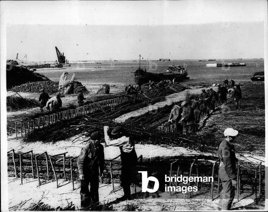 Jul 07, 1953 - Where they use Mattresses to hold back the Sea: An army of volunteers are working ceasingly, geeting down to the job of closing a gap in the shattered sea walls of the island of Schouwenm n Holland. They are making matterosses out plaited willow branches, which cover an area of 40 square yards, these are towed to the spot by a tug and then sunk by blocks of granite and then a wall must be built on top.Some of the volunteers are busy making the mattresses of plaited willow branches.