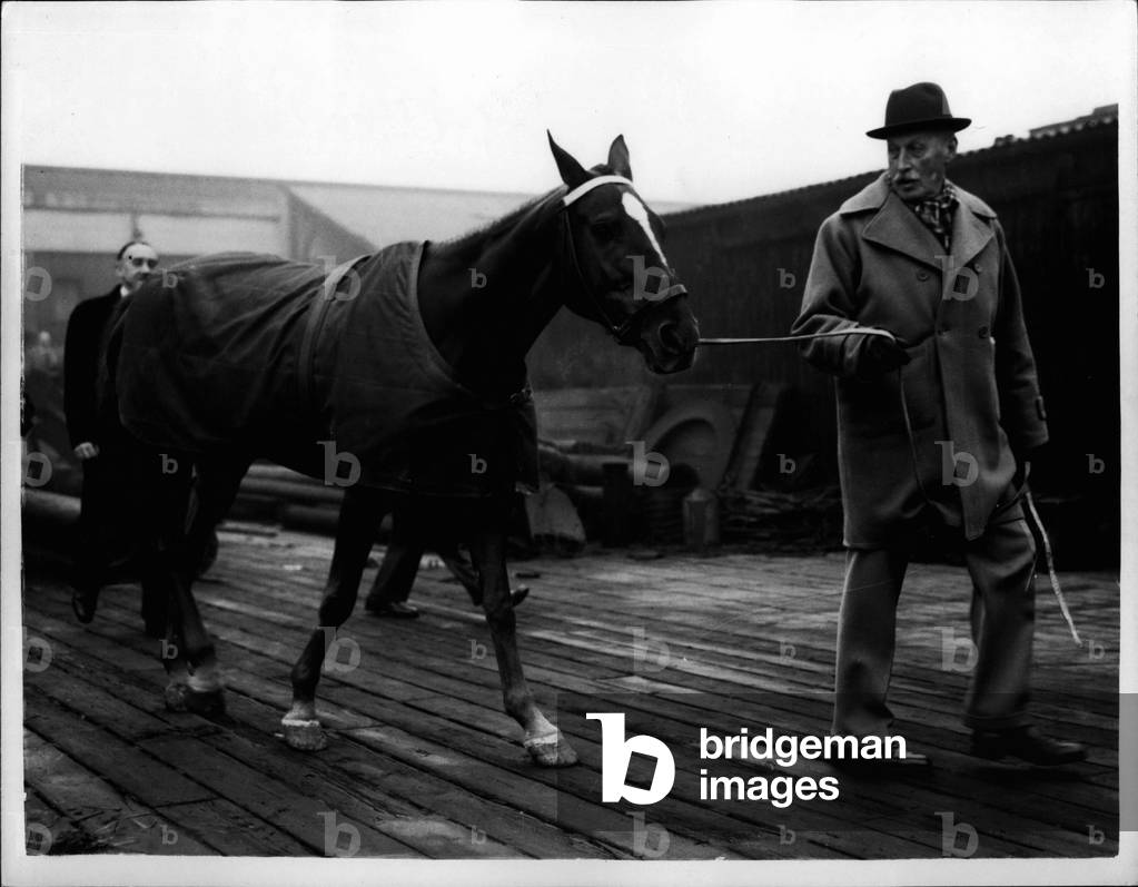 Nov. 20, 1953 - 20-11-53 President Peron's Coronation gift of ponies arrive for The Queen - The liner Brazil S