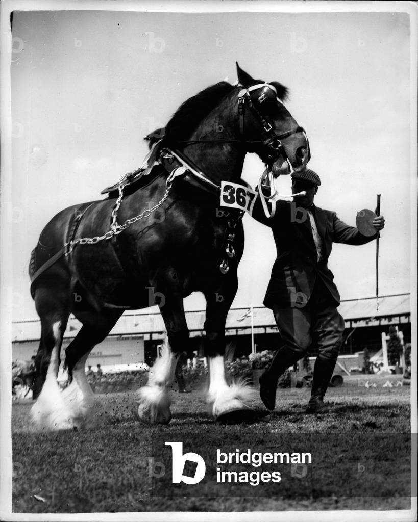 Jul 07, 1953 - International Horse show. “Wandle Bomber: - the winner. : Photo shows Wandle Bomber looks very proud as he parades around the ring after winning the” Havy Commercial Horses in Single Harness” event during the International Horse Show at White City today.