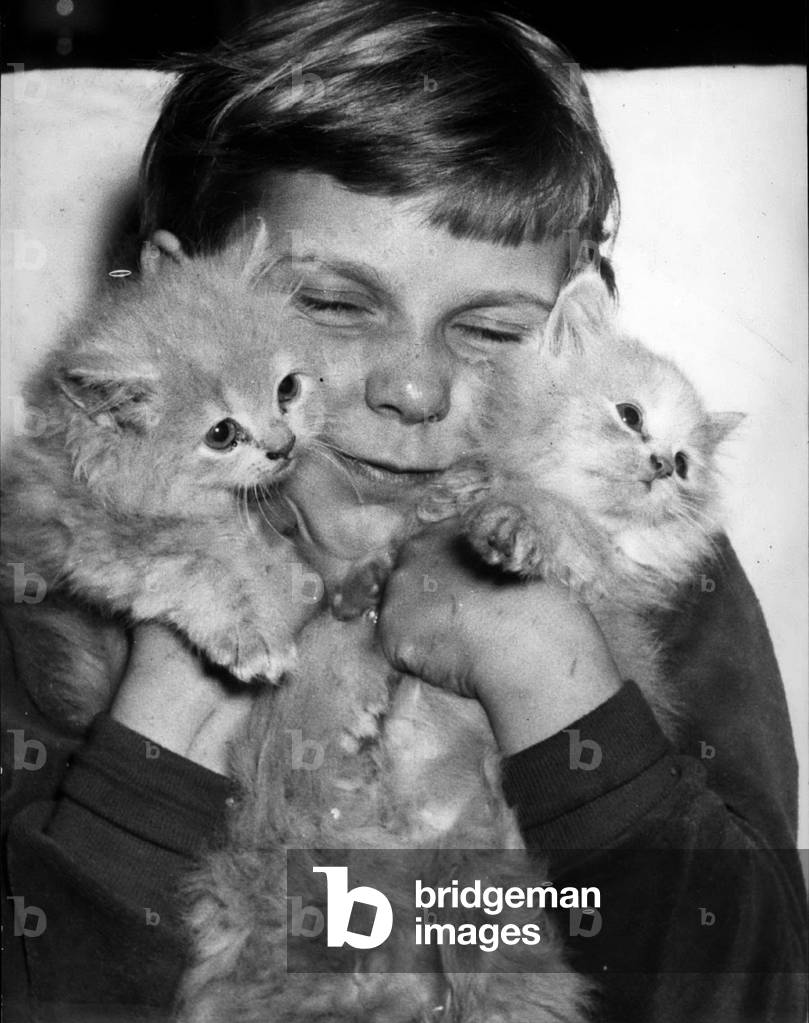 Nov. 21, 1953 - These little Angora kitties aren't comfortable with so much love from a kid! These little guys are part of the first German Exhibition on Cats in Hamburg. There are also 22 other breeds there, among them: Siamese, Abyssinian, and Burmese. The most beautiful breed will receive a badge.