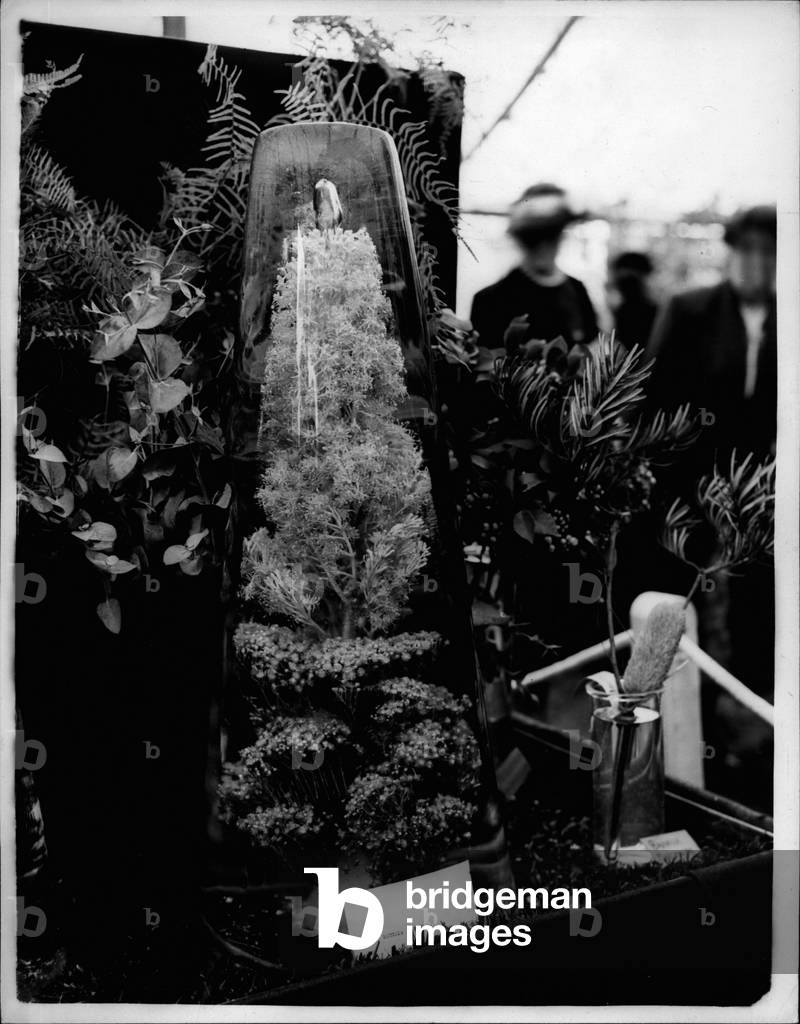 May 05, 1953 - Chelsea Flower Show Opens.. Blooms From Australia-In Ice Unique blooms on show at the Chelsea Flower Show this afternoon. They are known as” Neutsia Floribunda” and are seen in the commonwealth Section of the Chelsea Flower Show.. They were flown from Australia for exhibition-in the block of ice.
