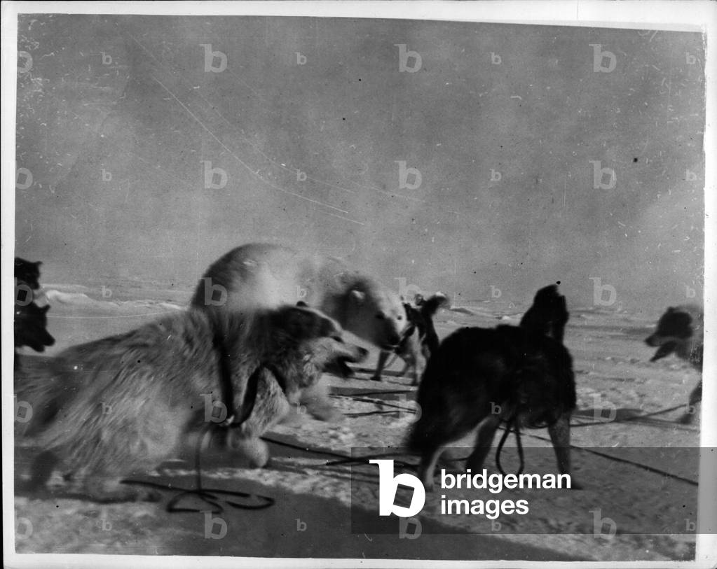 May 05, 1953 - Into Battle - with Polar Bear... Scene from the Canadian Arctic. A fight begins on the snowy waste battleground in the Canadian Arctic, 60 miles from the magnetic North Pole... A team of husky dogs has surprised a Polar Bear... The picture was taken by Kayak an Eskimo Special Constable with the Royal Canadian Mounted Police - and brought to London by reporter T.F. Thompson who went in a Hastings plane with the Royal Air Force on a polar flight, designed to provide Arctic Experience for ten “super navigators”. The fight ended when the companion of Kayak shot the Polar bear.
